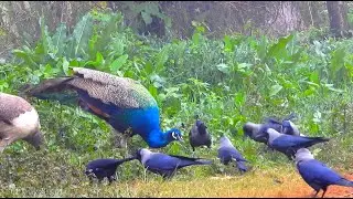 peacock & crow bird crowing sounds || Mor aur Kauwa video compilation || crow sound effect 2024