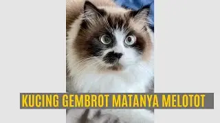 SIAPA BERANI ADU GEMBROT? #shorts