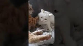 #кот #обормот #кусь #драка