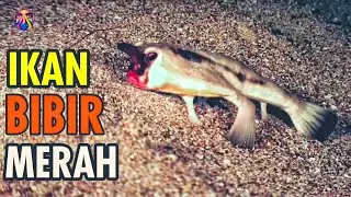 Ikan Kelelawar|| Ikan Kelelawar Berbibir Merah Penghuni Laut Dalam|#ikankelelawar #matajoeofficial