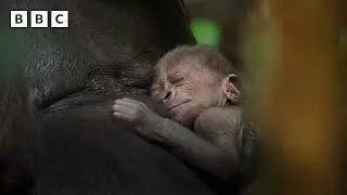 Parenthood | BBC