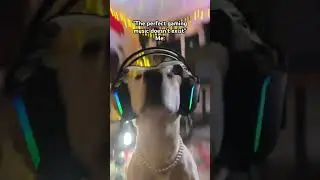 Chipi Chipi chapa chapa 