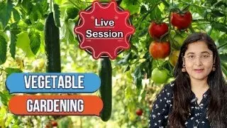 How to do grow vegetables in small areas #gardening #plants