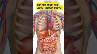 Fact about Human body #shorts #viral #facts