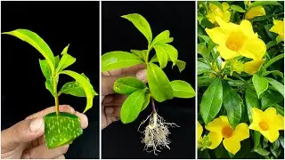 How to grow pentalinon tree from cutting  in the easiest methods