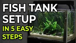 New to Fish Tanks? What You MUST Do Before Setup