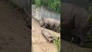 Rhino 🦏 | Henry zoo park |