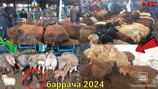 Нархи гусфанд Оптима. Зоти Авгони и хисори баррача бозори Худжанд молбозори хучанд куйбозор @ЭЛЁР ТВ