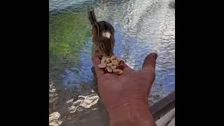 The morning feeding with my little buddy Ricky.