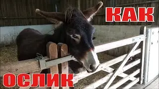 УПРЯМЫЙ КАК ОСЕЛ ИЛИ  БЕССТРАШНЫЙ ИНТЕЛЛЕКТУАЛ?