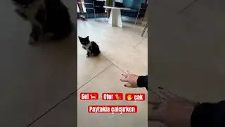 #paytakla #çalışırken #gel #otur #çak #kedi #ofis #sokakhayvanları