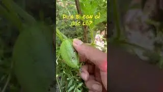 Trồng dưa hấu chuẩn oganic - Bệnh thường gặp trên dưa 