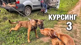 Малинуа vs Питбуль. Собаке в машине СТАЛО ПЛОХО🤦‍♂️