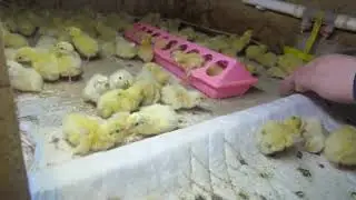 What quail need from the first days of life, absolutely! Excellent hatching 03/29/2022