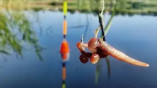 Найкраща наживка для поплавочної вудки. Риболовля з вудкою.