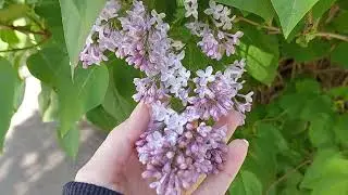 Зелёный город после 3 недель дождей! Наконец-то солнышко 🥰🥰🥰 Гуляем с Никой
