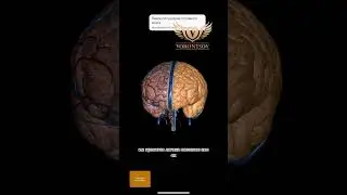 Интересная анатомия. Воронцов Роман 