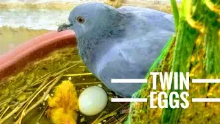 Twin Pigeon Eggs in Balcony |  Hatching Adventure  |  Timelapse HD