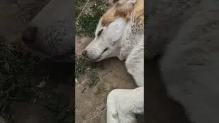 почеши пузико😼😁 