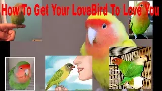 (HOW TO) GET YOUR LOVEBIRD TO LOVE YOU!!!!!!!!