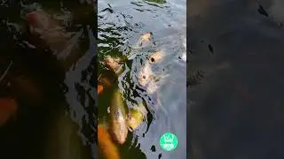Udang Bakar Madunya Juara‼️ Gubug Udang Situ Cibubur