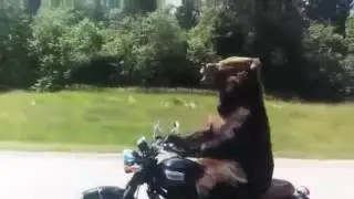 Приколы ПРО МЕДВЕДЕЙ !