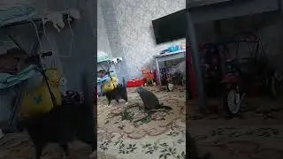 слово кота