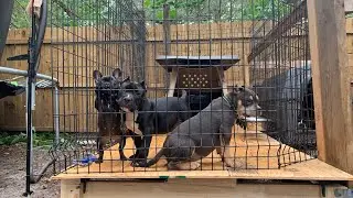 Building a puppy play pen
