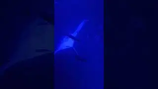 Manta Rays in Hawaii