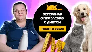 Ветеринар о корме для кошек и собак || Чем кормить кошку?