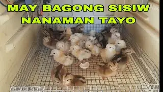 may mga  sisiw nanaman tayo