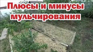 Плюсы и минусы мульчирования