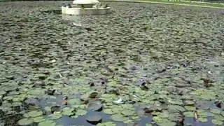 Frog concert