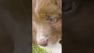 Do Puppies Really Cry?