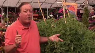 How to Grow Tomatoes : History of the Tomato