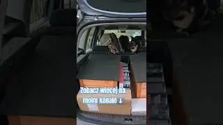 Szlachetna paczka dla kotków 