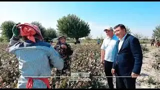 Ishtixon tuman hokimi Fazliddin Ruziyev paxta dalalarida bo‘lib, terimchilar bilan suhbatlashdi.