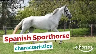 Spanish Sporthorse | characteristics, origin & disciplines