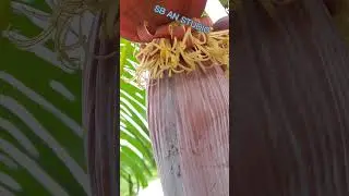 SB- AN STUDIO - banana flower #banana