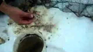Ловля живца 2