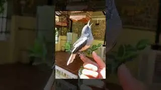 chòe than mái đậu trên tay đứng hót quá đẳng cấp