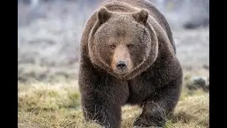 Недоеденные медведем рассказывают.