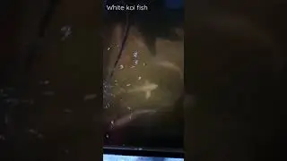 White Koifish in a small tab, Goldfish, white Koifish, brown fish 🐠🐟🐠🐟 @👍 GoldenFish
