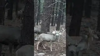 Wildlife Vaccination is an Art