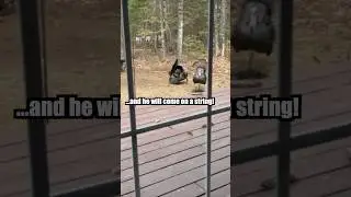 👀🦃 Watch what happens! 😳 Customer put a STRUTT’N 360 in their yard! #turkeyhunting #hunting