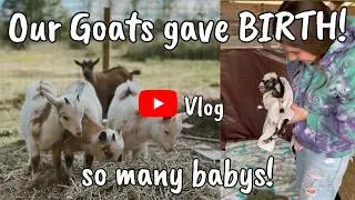 Live goat birth on our farm. Our Nigerian Dawrf goat gives birth to Donald. Goat Kidding