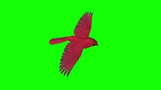 flying red bird green screen effect 