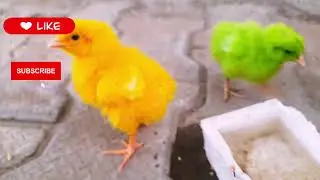 small bird baby. #baby #birds #colors #viral