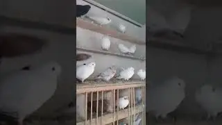 Совет от Гагика 34.Подготовка к зиме.