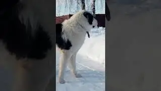 Сур Атам Скиф 1 год